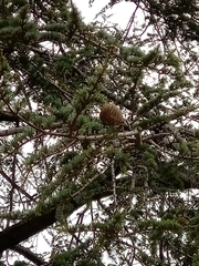 Cedrus