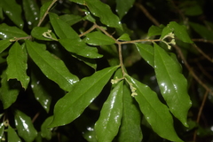 Cartrema americana