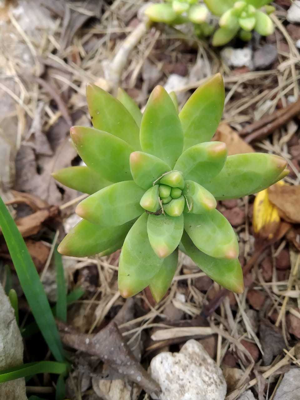 Imagem de Sedum rubrotinctum