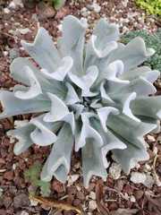 Echeveria runyonii
