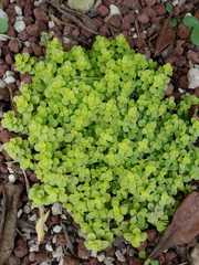 Sedum makinoi