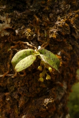 Drymoanthus flavus
