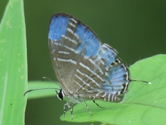 Jamides malaccanus
