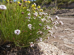 Junellia spathulata