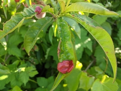 Taphrina deformans