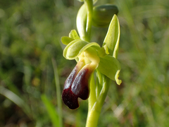 Ophrys fusca funerea