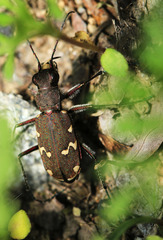 Cicindela gemmata