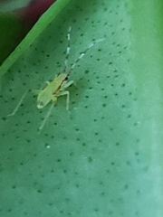 Campyloneura virgula