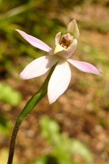 Caladenia variegata