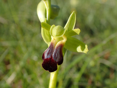 Ophrys fusca funerea