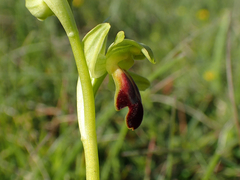 Ophrys fusca funerea