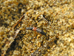Phucobius pectoralis