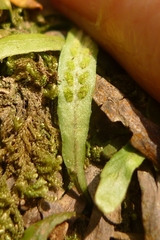 Notogrammitis ciliata