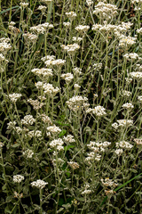Helichrysum panduratum