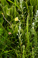 Helichrysum umbraculigerum