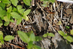 Lithobates sylvaticus