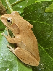 Polypedates megacephalus