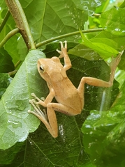 Polypedates megacephalus