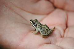Lithobates sylvaticus