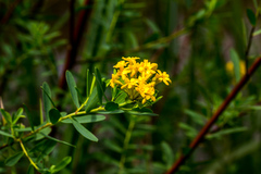 Lasiosiphon macropetalus