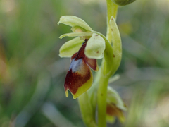 Ophrys insectifera aymoninii