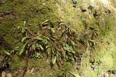 Notogrammitis ciliata