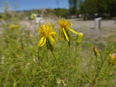 Senecio subulatus