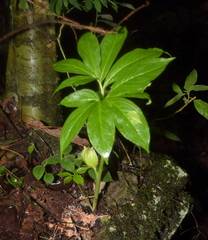 Arisaema macrospathum