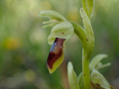 Ophrys insectifera aymoninii