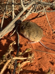Pseudomys australis