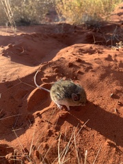 Pseudomys australis