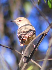 Muscigralla brevicauda