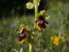 Ophrys insectifera aymoninii