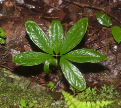 Arisaema macrospathum