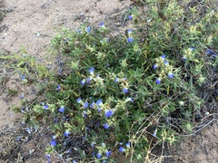 Blepharis diversispina