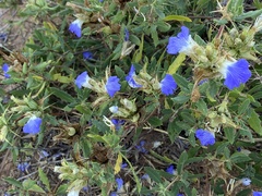 Blepharis diversispina