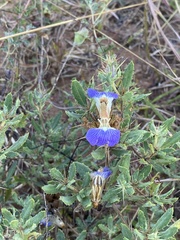 Blepharis diversispina