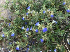 Blepharis diversispina