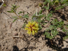 Prosopis denudans