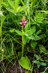 Satyrium macrophyllum
