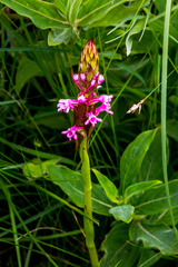Satyrium macrophyllum
