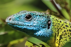Schreiber's Green Lizard photo 2