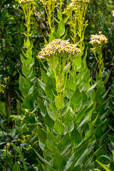 Senecio scoparius