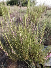 Sairocarpus multiflorus