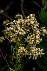Senecio scoparius