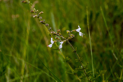 Syncolostemon parviflorus