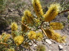 Prosopis denudans