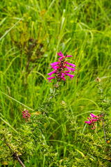 Syncolostemon rotundifolius