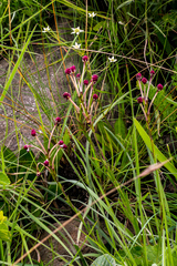 Zaluzianskya elongata