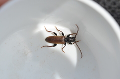 Tetropium castaneum